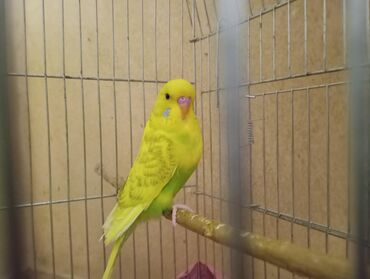 Tutuquşları: Çex tutuquşu balaları satılır 2 aylıqdırlar 3-ü birlikdə 56 manat — 15