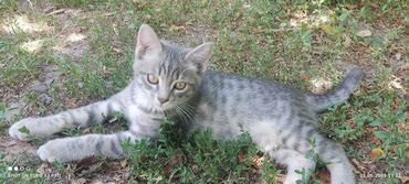 шотландская кошка шиншилла: 3 айлык, Эркек, Күмүш өңдүү шиншилла, Аргын, Лотокко барууга үйрөтүлгөн, Курттардан тазаланган