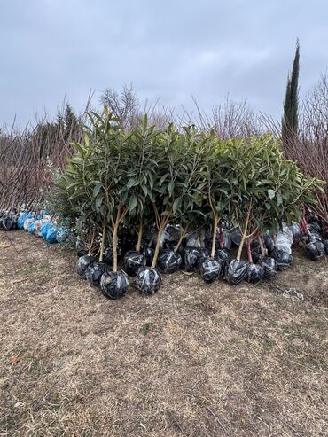 Ağaclar: Her növ ağaclar ve dekarativ ağaclar çox ucuz ve qarantili gubresiz — 45