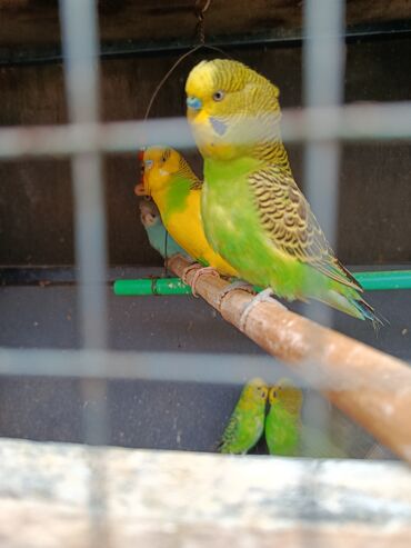 Tutuquşları: Məhsul: Dalmatin/melanik ləkəli naxışlara malik müxtəlif rəngli dalğıç — 9