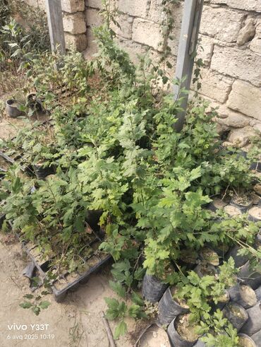 Ağaclar: Satılır: dekorativ bitkilər toplusu - Gül kolları (mini/çalı tipli) – — 24