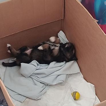 Отдам даром собаку: Собака даром: 1 месяц, Самец — 2
