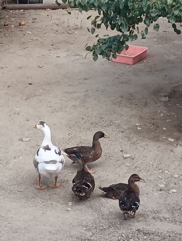 Ördəklər: Məhsul: Ev quşları – ördəklər (qrup halında) Təsvir: - Şəkillərdə — 8