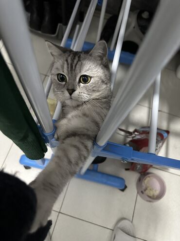 абиссинский кот: Отдам даром, главное в хорошие руки и если живете в квартире