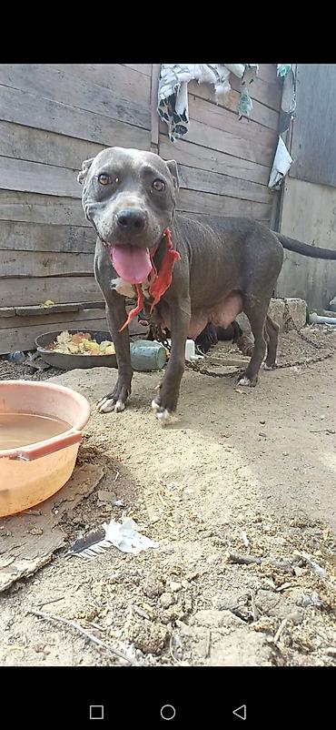 pitbull satılır: Pitbul, 2 ay, Dişi — 1