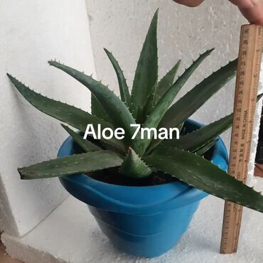 Otaq bitkiləri: Aloe (aloe vera) saksı bitkisi - Növ: Aloe – ətli, tikanlı kənarlı — 5