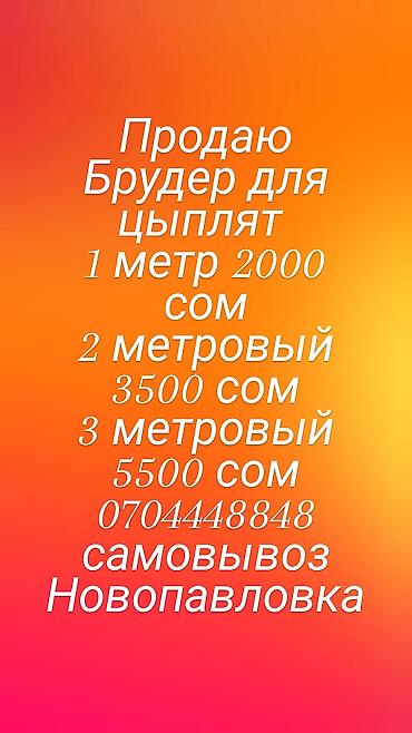 Брудер для цыплят. Варианты размеров и цены (сом): - 1 метр — 2000 -