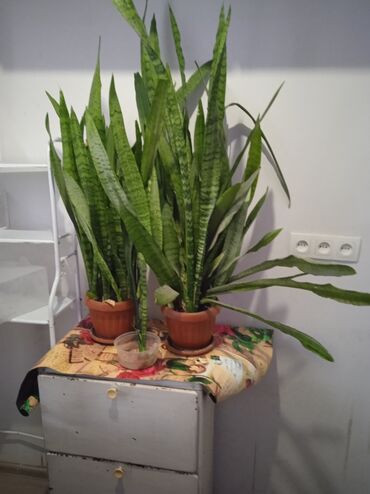 купить семена павловния: Продам цветы (Тещин язык) lalafo.kg да купить семена павловния: Продам цветы (Тещин язык)