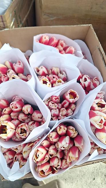 Тюльпан: Тюльпаны оптом и в розницу !!! Можно букет заказать цены самые — 8