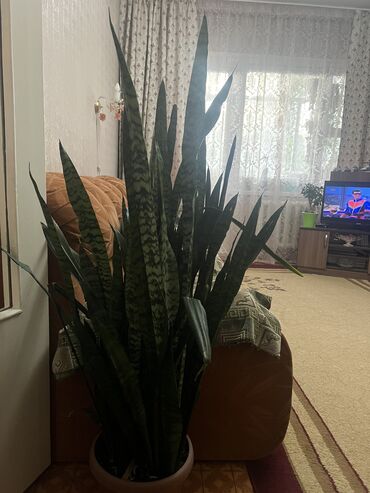 растения в офис: Комнатное растение, в отличном состоянии. Можно даже в офис