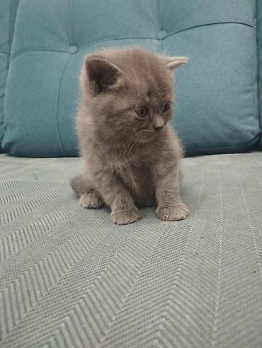 Продажа кошек: Британская короткошёрстная, 1 месяц, Мальчик, Голубой, Метис, Приучена к лотку — 3