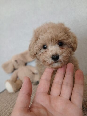 İtlər: Pudel, 2 ay — 4
