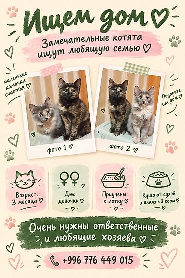 1 мальчик 2 котёнка: Котята в добрые руки - Возраст: 3 месяца - Пол: есть 3 девочки — 1
