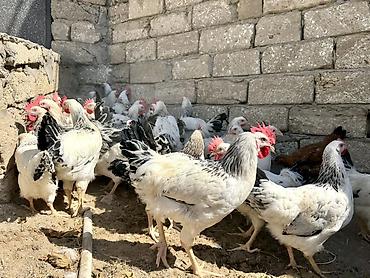 meşə toyuğu: 5 Ay Yarımlıq Xoruzlar. 30 Ədəd 5 Ay 10 Günlük Fərələr. Fərələr — 9