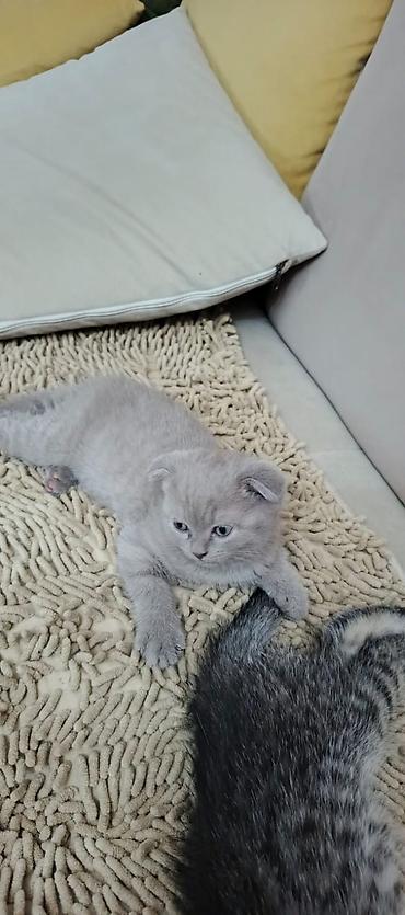 Pişiklər: Şotland, Erkək, Dişi, Yaxşı əllərə, Ünvandan götürmə, Pulsuz çatdırılma, Ödənişli çatdırılma — 2