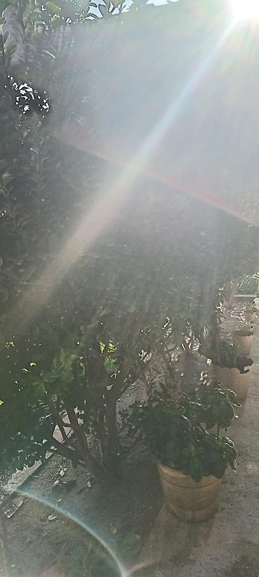 cokə ağacı satılır: Her zaman yaşıl qalan ağaclar satılır hər biri min manat 3 ədədi — 6