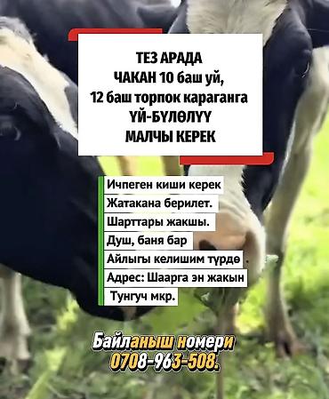 агро куш вакансии балыкчы: Требуется Скотник, Оплата: Сдельная — 1