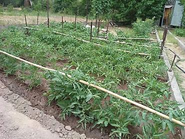 Продажа дач: Продаётся дачный участок/садовый надел с насаждениями. Основные — 6