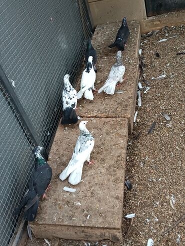 Göyərçinlər: Şəkillərin hamısına baxın. hər cinsdə quşlar satılır . qiymət biri — 11