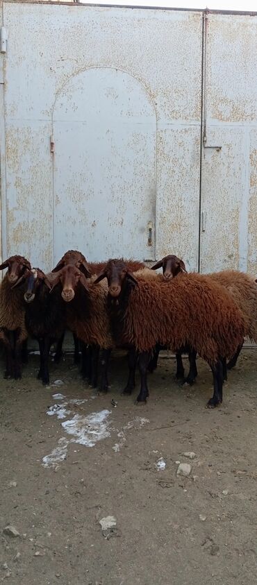 qurban bayrami qoyun sekilleri: Salam 7 baş heyvanlar 2 baş 1 illik erkekler 5 baş da şişey boğazlar