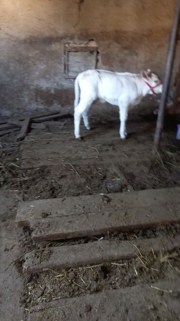 Коровы, быки: Продаю | Бык (самец), Тёлка | Для разведения