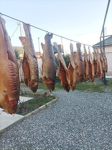 Salmon: Təbii üsulla hazırlanmış hisə verilmiş balıqlar. Təzə hazırlanıb — 6
