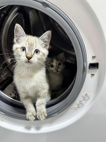 котята: 🐾 Отдам котят в добрые руки Мальчик и девочка — брат и сестра, 2 — 1