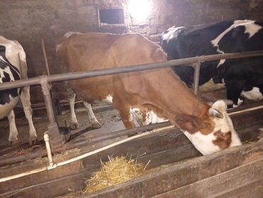 Inəklər, öküzlər: Salam gördüyünüz ineyler satılır boğaz balı super heyvanlardi — 8