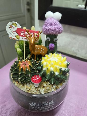 Кактусы: Эхинопсисы в горшках - Род: Echinopsis (кактусы-шаровидной формы с — 15