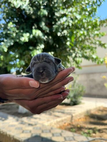 pekines itleri: Kane-Korso, 2 il, Dişi, Peyvəndli, Ünvandan götürmə