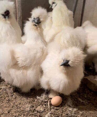 mayalı yumurta satışı: Курица, Для яиц, Самовывоз, Платная доставка