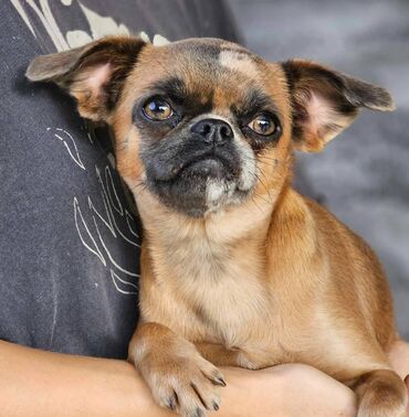 Psi: Na prodaju 4 ženke: Belgijski Grifon. Petit Brabancon. Exotic boja na lalafo.rs — 6 Psi: Na prodaju 4 ženke: Belgijski Grifon. Petit Brabancon. Exotic boja — 6