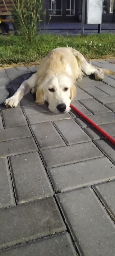 labrador retriever: Retriever, 8 ay, Erkek