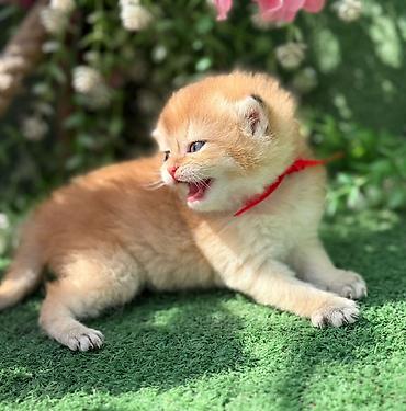 Pişiklər: Britan — 6