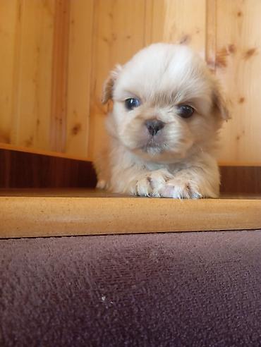 koxin karlik: Pekines, 1 ay, Erkək, Peyvəndli, Ünvandan götürmə — 3