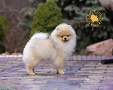 Продажа собак: Шпиц, 3 месяца, Самец, С прививкой, С родословной — 4