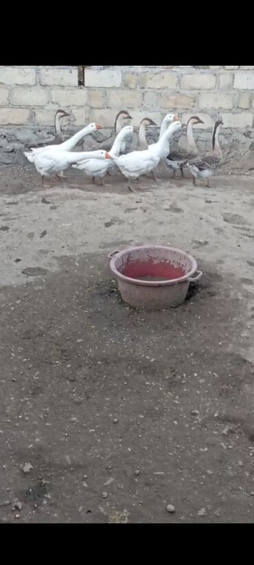 quş yuva: Real alici narahat elesin