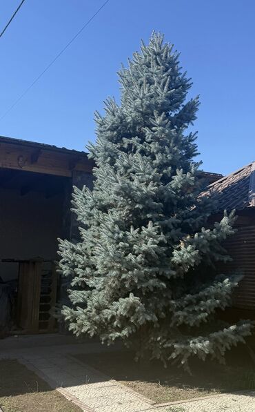 Декоративные деревья: • Ель голубая 🌲 • Высота от 3 до 5 метров, на выбор, пышные