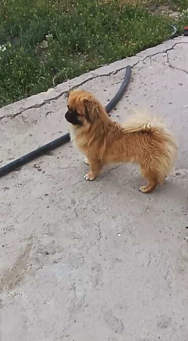 İtlər: Pekines, 2 il, Dişi, Peyvəndli, Ödənişli çatdırılma