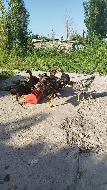 Айыл-чарба жаныбарлары: Сатам | Балапандар | Көбөйтүү үчүн — 6