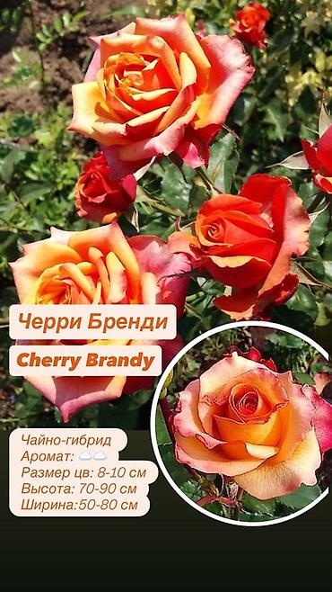 Саженцы