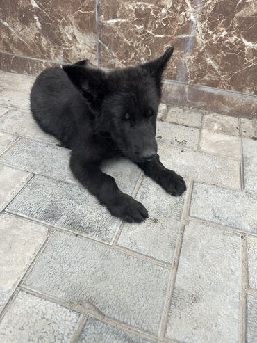 купить дрессированную собаку: Продается черная немецкая овчарка имя еще нету сами называйте документ