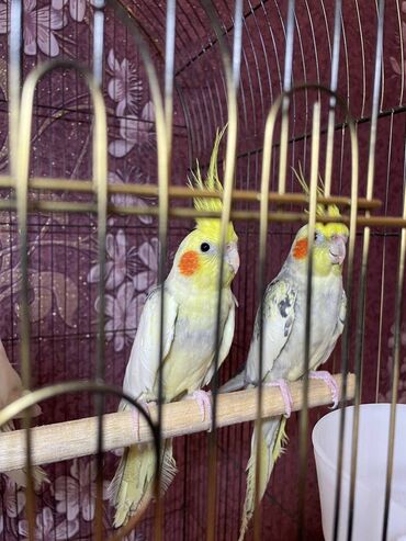 Qəfəslər: Salamlar quşlar şatılir hamısı idyal vəziyyətdədirlər .vitaminləri35 — 4