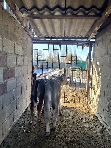 Коровы, быки: Продаю | Музоо, торпок | Полукровка | Для разведения | Искусственник — 8