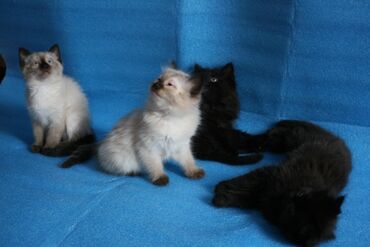 кот для вязки шотландский прямоухий: Отдадим котят в хорошие руки, помесь сиамского и дворняги😁 котята
