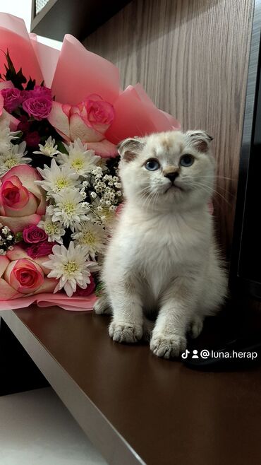 Собаки: Шотладская вислоухая, Самец