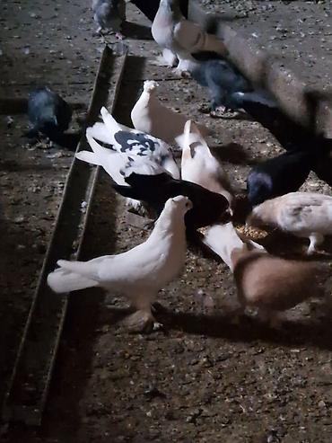 Другие с/х животные: Порода: СРОЧНО МОГУ ПРОДАТЬ ОПТОМ ЦЕНОЙ НЕ ОБИДЕМ декоративные голуби — 15
