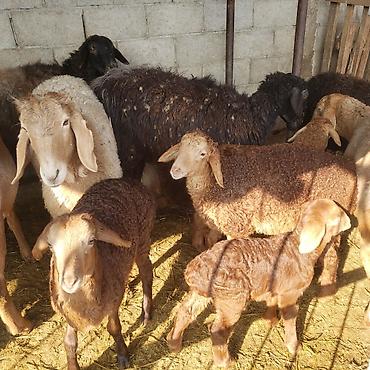 Баран, овца: Продаю | Овца (самка) | Для разведения | Матка — 5