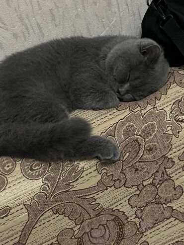 Pişiklər: Şotland, Erkək — 3