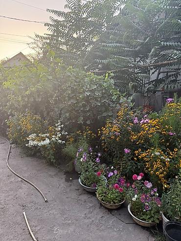 Продажа коттеджей и домов: Продается дом с участком 8,5 соток маевка Участок правильной формы — 4